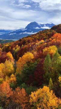 vertical video: Aerial autumn landscape in the French Alps, colourful autumn trees along a road in the mountains, road trip in Europe in the fall
