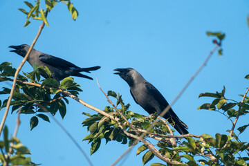 Two crows perched and interacting on leafy branches against a blue sky