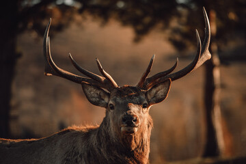 red deer stag