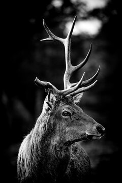 Fototapeta head of a deer