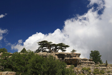 Lebanese Cedar Tree on a Rock