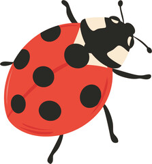 Ladybug vector illustration