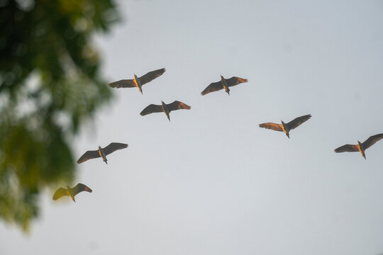 A flock of birds flying past tree leaves against a clear sky