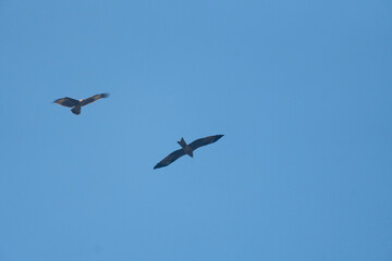 Two birds flying across a clear blue sky