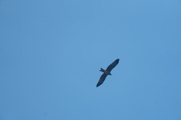 A solitary bird flying in a clear blue sky