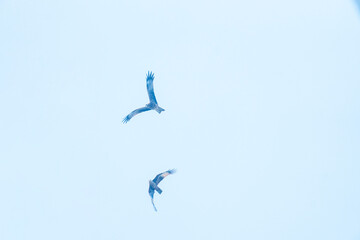 Two birds ascending in a bright blue sky, creating a dynamic movement