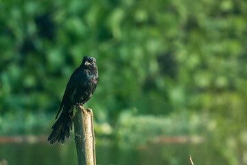 Bird perched by a pond with dense greenery in the background, capturing peace