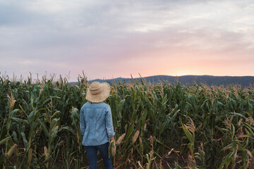 Naklejka premium Farmer walking in cornfield at sunset, admiring her plantation
