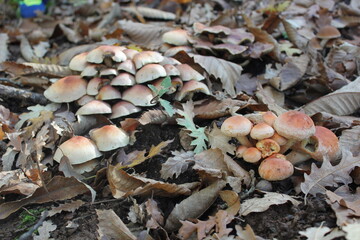 mushrooms on the ground