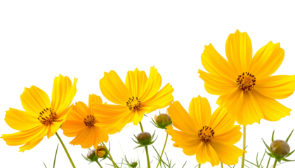 Five vibrant, yellow flowers with exposed yellow petals and green buds on black