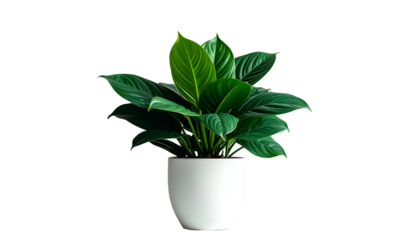 Lush green leafy plant in a simple white ceramic pot against a dark backdrop