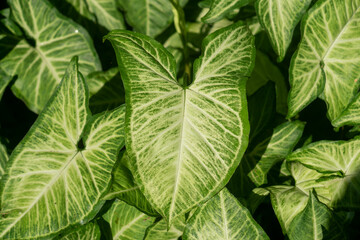 Close-up of variegated green leaves, showcasing intricate patterns in nature
