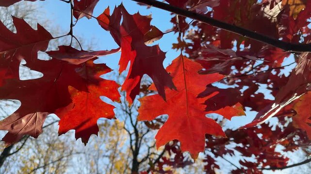 Autumn leaves of red oak tree.