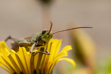 Grasshopper&ndash; Caelifera Portrait on Yellow Flower
