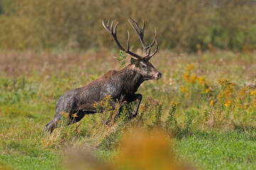 Jeleń szlachetny (Cervus elaphus), red deer