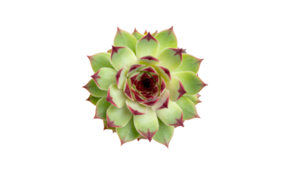 Top-down view of a vibrant succulent with light green leaves and maroon tips on black