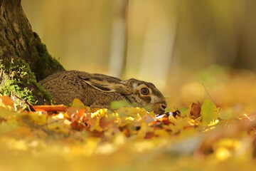 Zając szarak, hare, (Lepus europaeus) © Bartosz Rakoczy