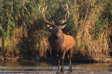 Jeleń szlachetny (Cervus elaphus), red deer © Bartosz Rakoczy