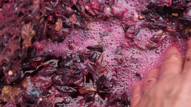 Wine primary fermentation close up. The winemaker's hand on the surface of fermented grapes. Bubbles and foam.