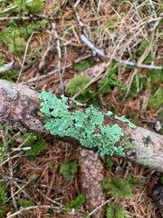 lichen on the tree