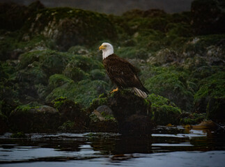 Tofino Bald Eagle at Early Morning