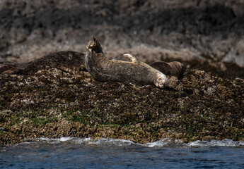 Pacific Harbor Seal Sleepy