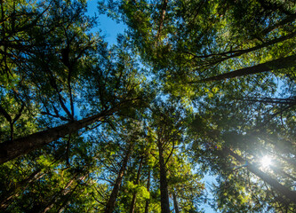 Canopy at Hot Springs Cove