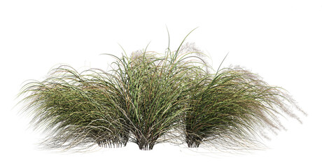 3d render of a grass field of Anemanthele lessoniana, isolated over transparent background, PNG cut-out