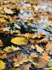 Colorful autumn leaves floating on calm water