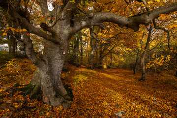 Leuchtender Herbstwald mit großen Bäumen entlang eines sonnigen Wanderwegs. Goldenes Laub bedeckt den Boden, Licht und klare Luft schaffen Indian Summer Stimmung, Schwäbische Alb, Baden-Württemberg.