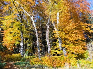 Golden Autumn Forest In Bavaria: Sunlit Trees With Vibrant Foliage And Warm Colors Creating A Peaceful Natural Woodland Scene
