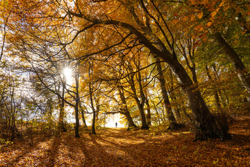 Leuchtender Herbstwald mit großen Bäumen entlang eines sonnigen Wanderwegs. Goldenes Laub bedeckt den Boden, Licht und klare Luft schaffen Indian Summer Stimmung, Schwäbische Alb, Baden-Württemberg.