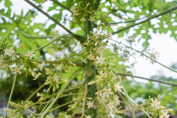 Papaya flowers in soft morning sunlight with bokeh background from papaya leaves.