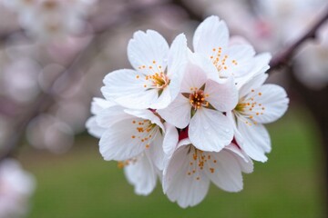 Spring Awakening Dewdrops on Delicate White Cherry Blossoms with a Soft Bokeh Background Macro shot of delicate white cherry blossom petals covered in tiny, sparkling dewdrops. The background is a
