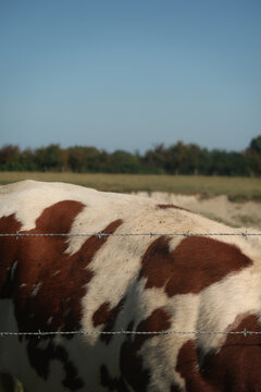 Pastoral scene with cow in northern France