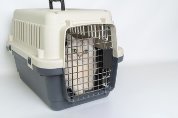 Fluffy white cat inside pet carrier on white background