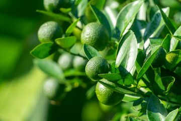 A cluster of Sour Orange(Citrus aurantium) hanging from a branch amid glossy green leaves
