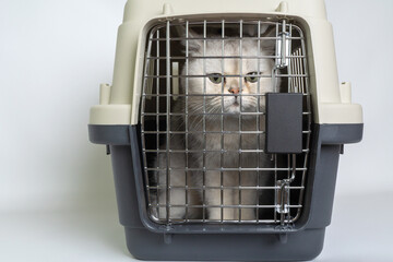 A sick white cat in a tourist carrier looks forward curiously