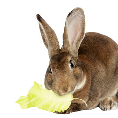 heartwarming collection of adorable pets including a cute rabbit, a playful dog, and a curious cat...