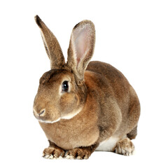 heartwarming collection of adorable pets including a cute rabbit, a playful dog, and a curious cat...