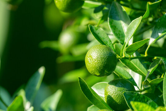 Close-up of green Sour Orange(Citrus aurantium) on a tree with lush leaves and sunlight - Powered by Adobe