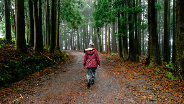 Autumn serenity in Serra de Santa Barbara forest trail