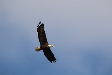 bald eagle bird in flight 