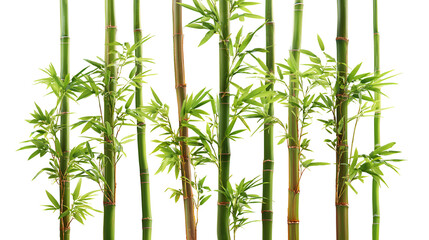 Naklejka premium Green bamboo stalks with lush foliage against a dark background