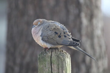 mourning dove bird fluffed up in the cold 