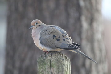 mourning dove bird fluffed up in the cold 
