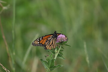 Monarch butterfly Danaus plexippus feeding on flower 