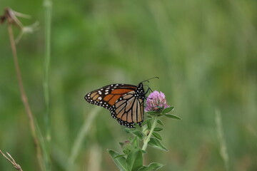 Monarch butterfly Danaus plexippus feeding on flower 