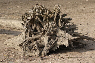 large piece of driftwood washed up on shore