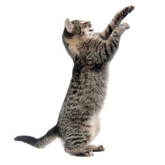 heartwarming collection of adorable pets including a cute rabbit, a playful dog, and a curious cat...